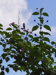 Pachliopta pandiyana