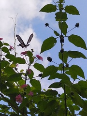 Pachliopta pandiyana