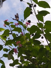 Pachliopta pandiyana