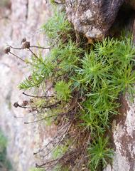 Osmitopsis pinnatifida angustifolia