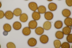 Puccinia picridis-strigosae