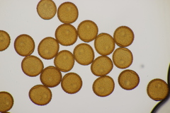 Puccinia picridis-strigosae