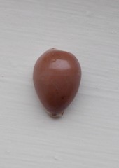 Notocypraea angustata