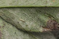 Erysiphe trifoliorum