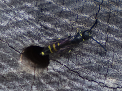 Monosapyga clavicornis