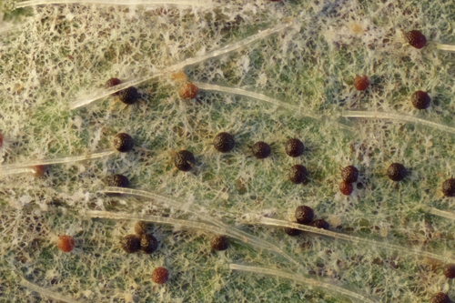 Clover Powdery Mildew