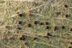 Erysiphe trifoliorum