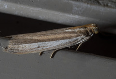 Tampa dimediatella