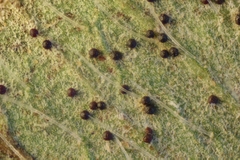 Erysiphe trifoliorum