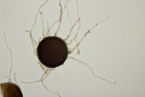 Clover Powdery Mildew