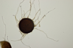 Erysiphe trifoliorum