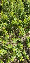 Veronica subfulvida