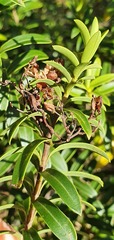 Veronica subfulvida