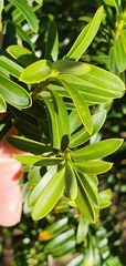 Veronica subfulvida