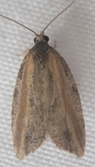 Acleris gloveranus