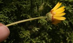 Ursinia rigidula