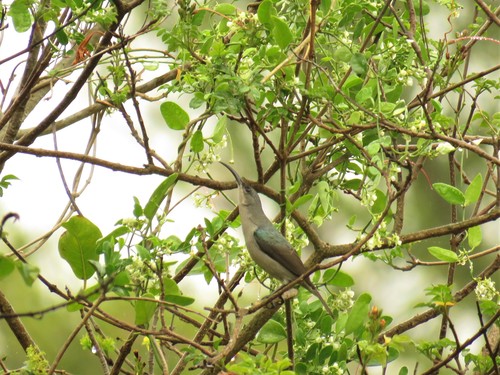 Grey Sunbird (Cyanomitra veroxii), photo 6