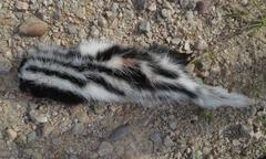 Ictonyx striatus striatus