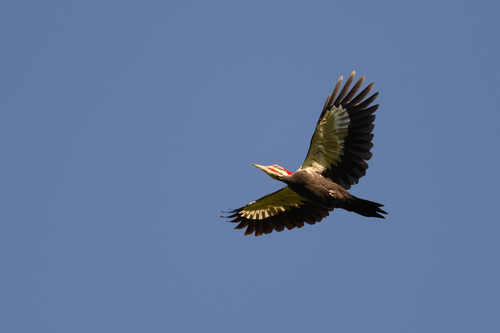 Pileated Woodpecker, photo 8 of 10