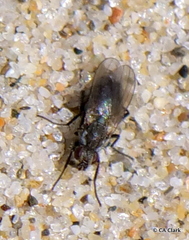 Fucellia rufitibia