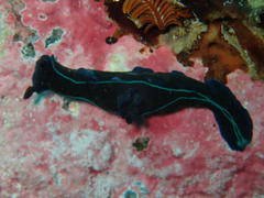 Tambja capensis