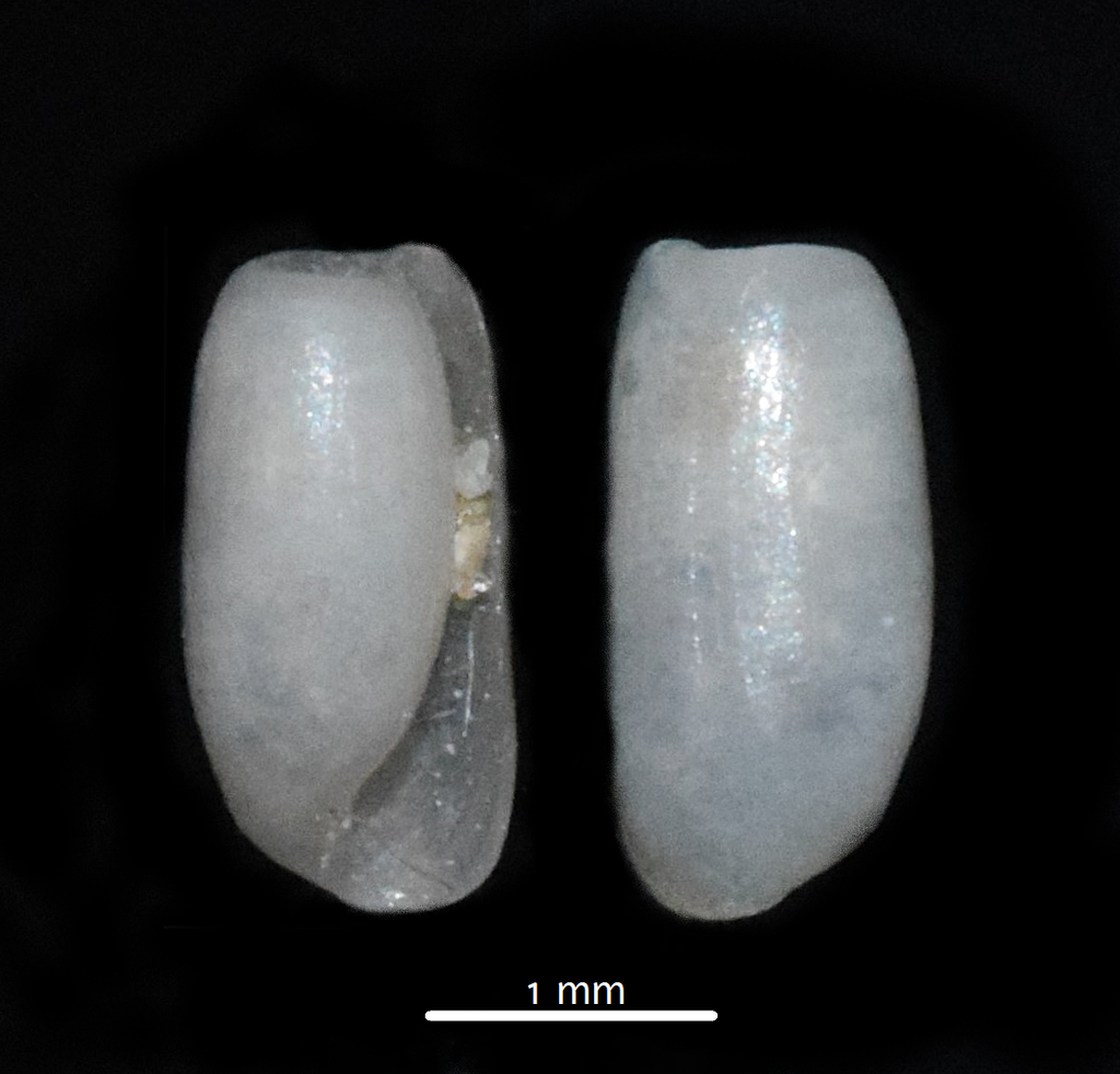 Barrel Bubble Shells