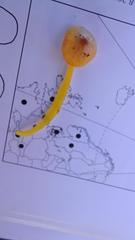 Hygrocybe subpapillata