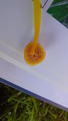 Hygrocybe subpapillata