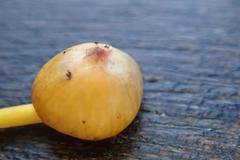 Hygrocybe subpapillata