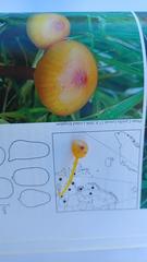 Hygrocybe subpapillata