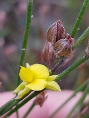 Jacksonia stackhousei