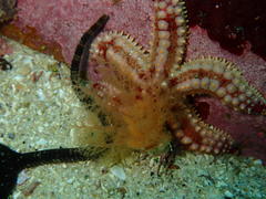 Thyone aurea