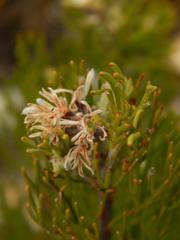 Paranomus esterhuyseniae