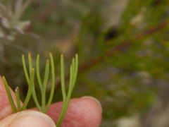 Paranomus esterhuyseniae