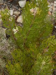 Paranomus esterhuyseniae