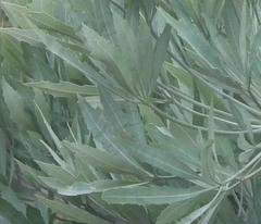 Cussonia paniculata paniculata