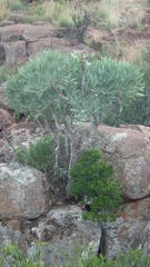 Cussonia paniculata paniculata