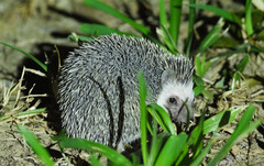 Atelerix albiventris