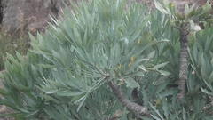 Cussonia paniculata paniculata