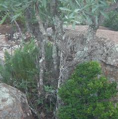 Cussonia paniculata paniculata