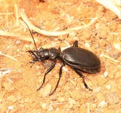 Baeoglossa anthracina