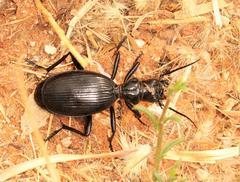 Baeoglossa anthracina