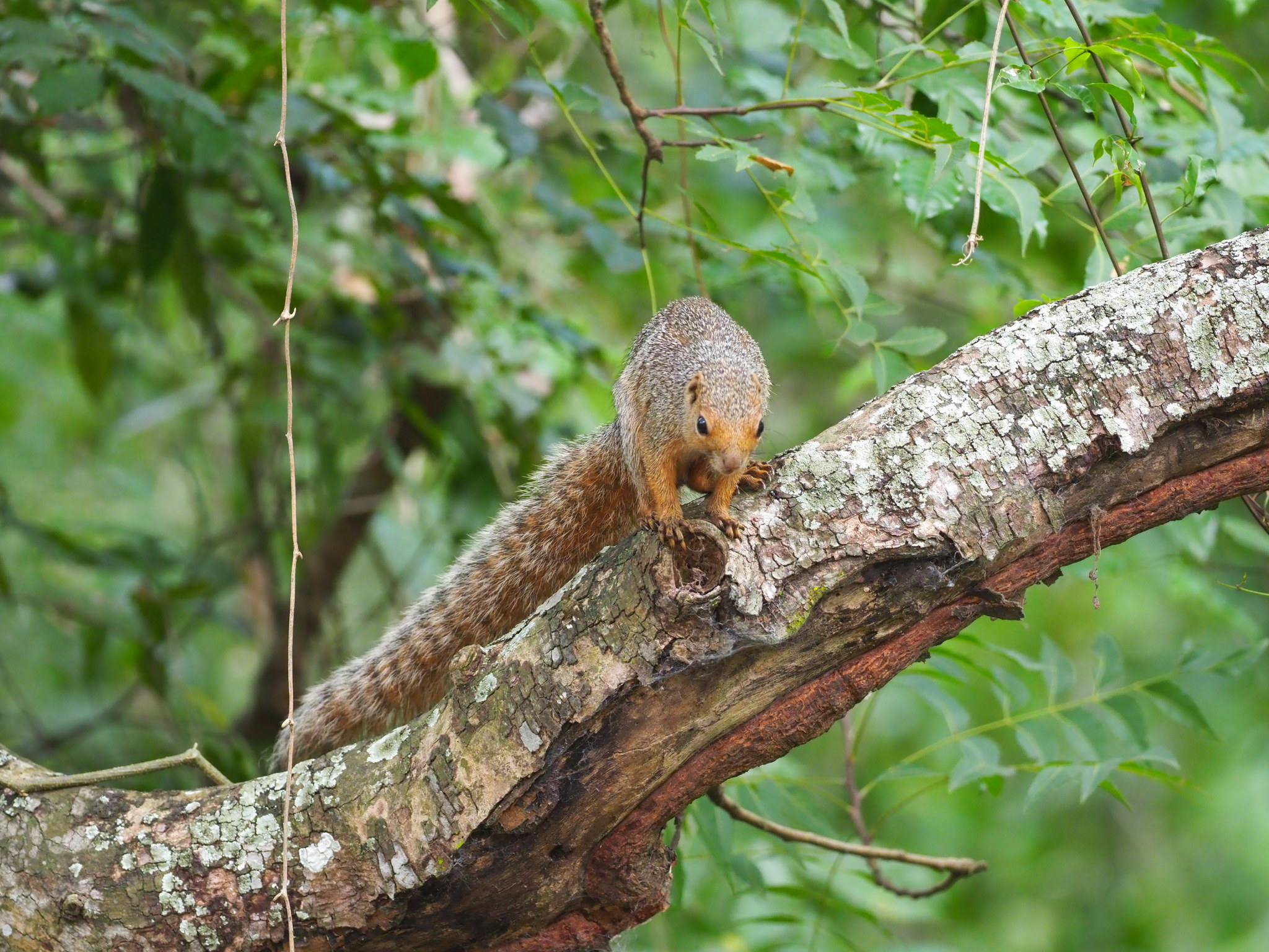 Heliosciurus undulatus (True, 1892)