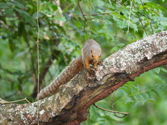 Heliosciurus undulatus