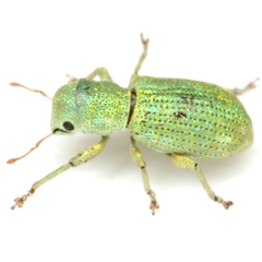 Pandeleteinus submetallicus