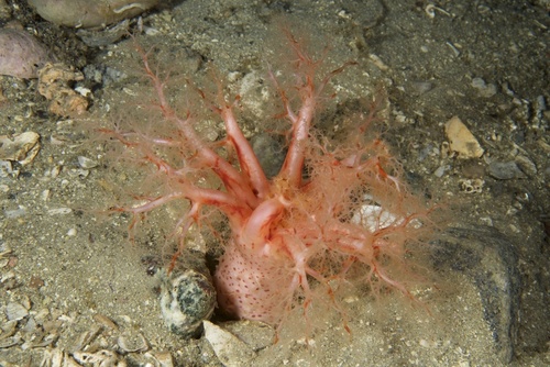 Psolus phantapus