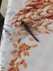 Sympetrum sanguineum