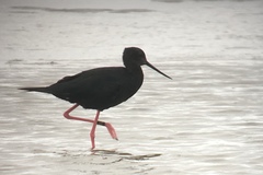 Himantopus novaezelandiae