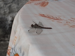 Sympetrum sanguineum