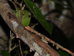 Kurixalus berylliniris